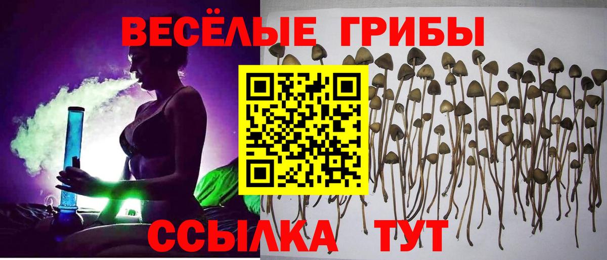 Псилоцибиновые грибы MAGIC MUSHROOMS  Вход с VPN  Биробиджан 